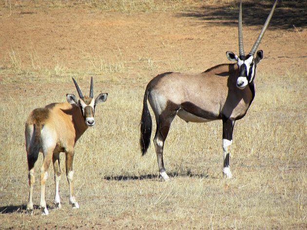 Gemsbok