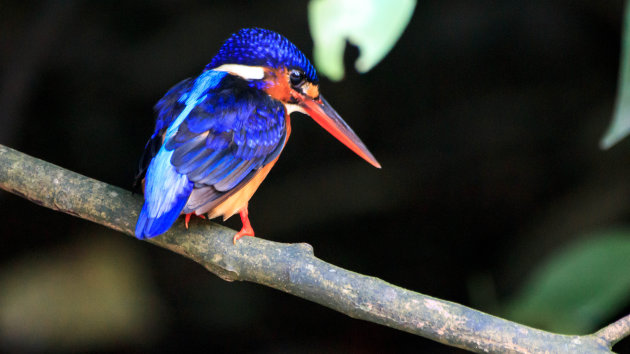 Blue Eared Kingfisher