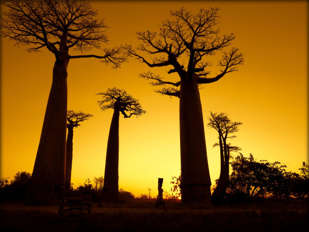 Baobabs