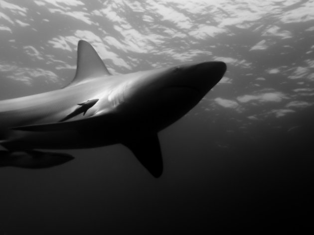 Black tip reef shark