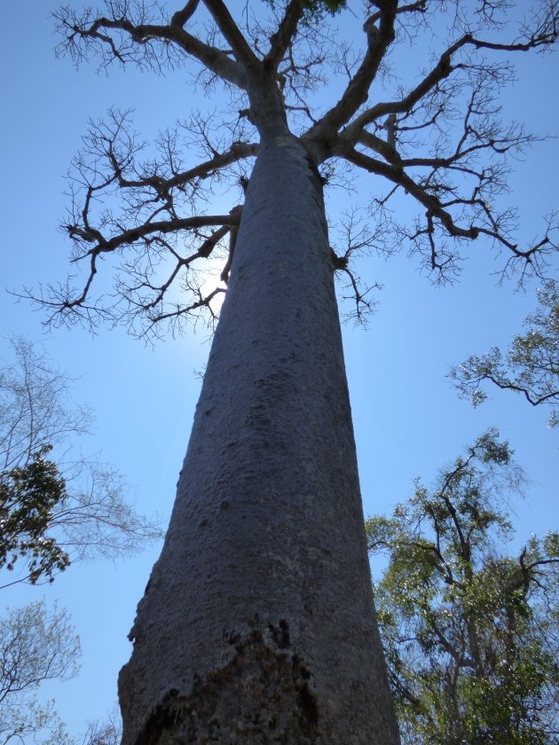 baobab