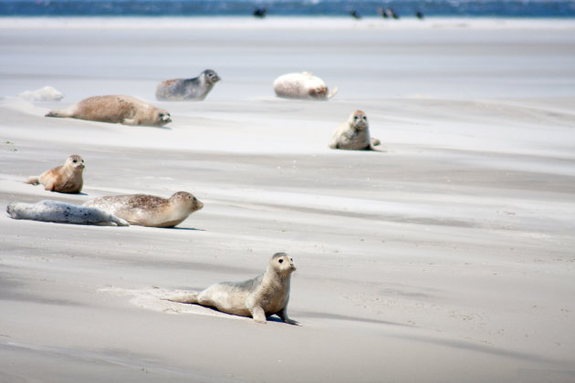 Zeehondenbank 