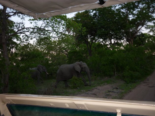 Kudde Olifanten in Selous Park