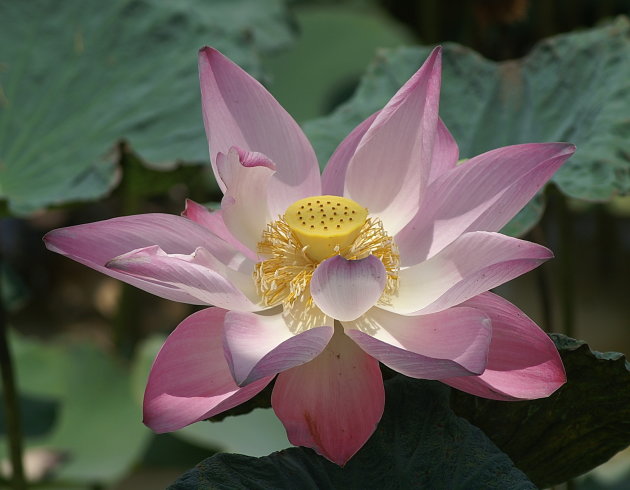 Lotus