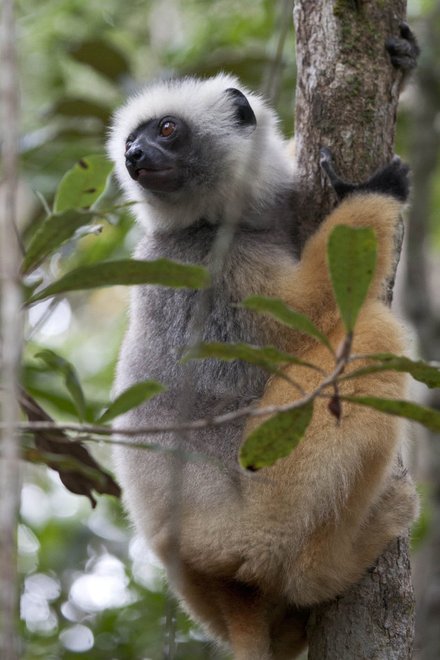 Diademed Sifaka