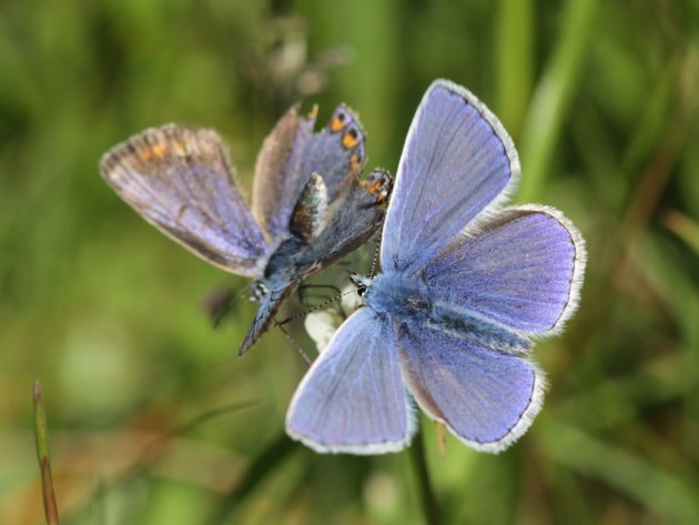 Icarusblauwtje op Texel