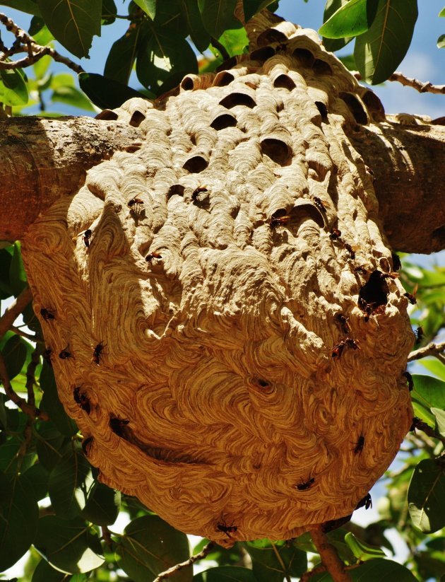 Bijen nest