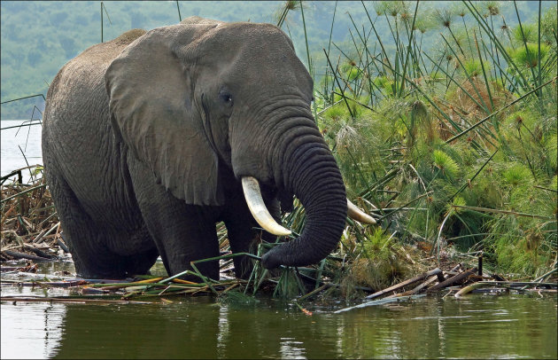 Groenonderhoud in Murchison falls