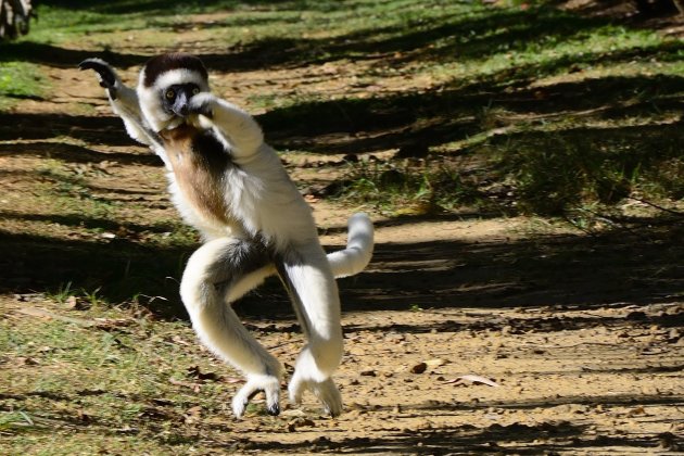 Dansende Sifaka