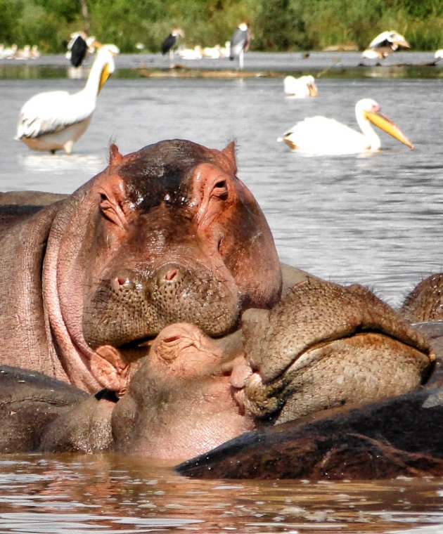 Hippo's in Chamomeer