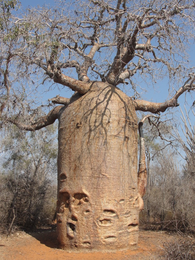 Baobab