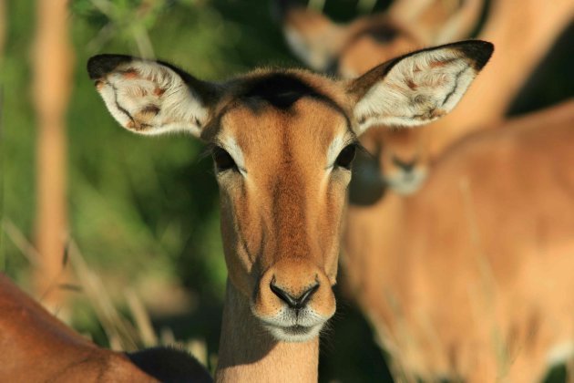 Impala vrouwtje