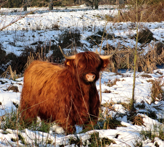 Schotse hooglander