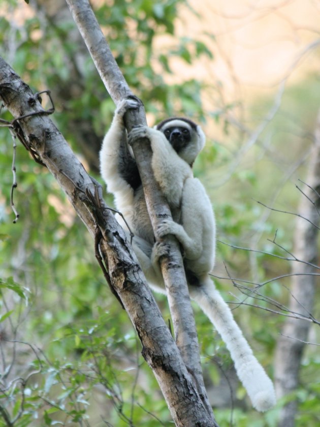 Witte Sifaka