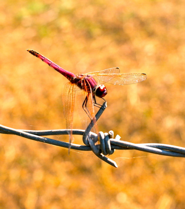 Dragonfly