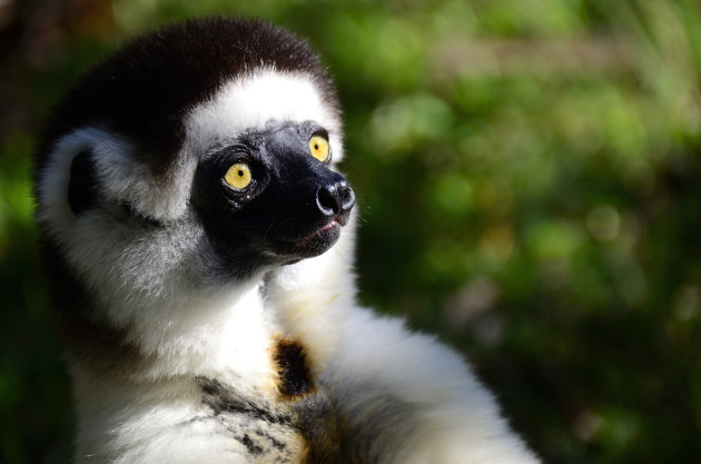 Sifaka