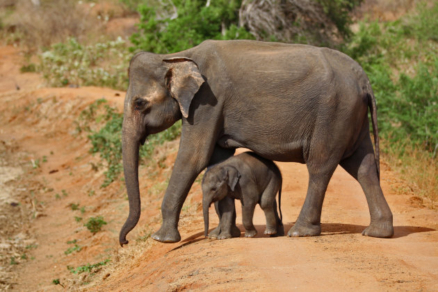 Olifant met jong in Udawalawe National Park