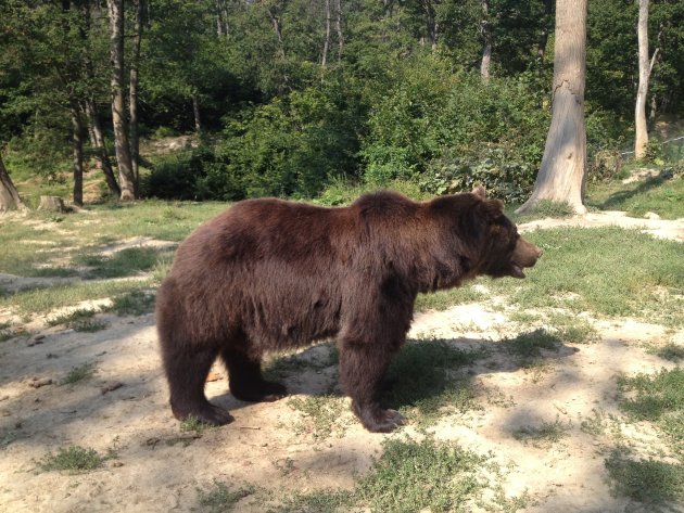 Roemeense beer