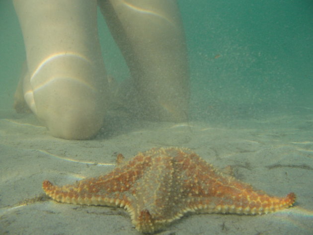 playa de estrellas