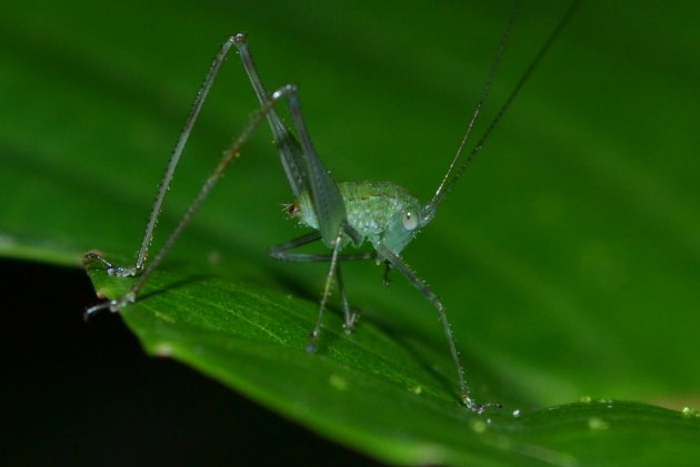 insecten in Rio Claro