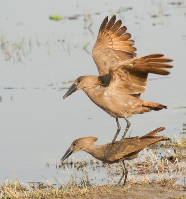 Hamerkop