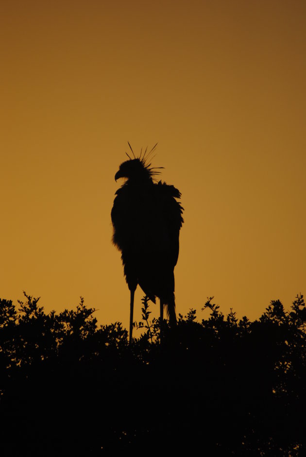 Secretary bird