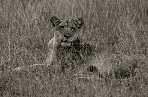 Lion in black & white