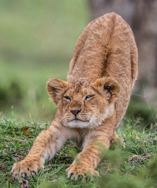 kleine Simba