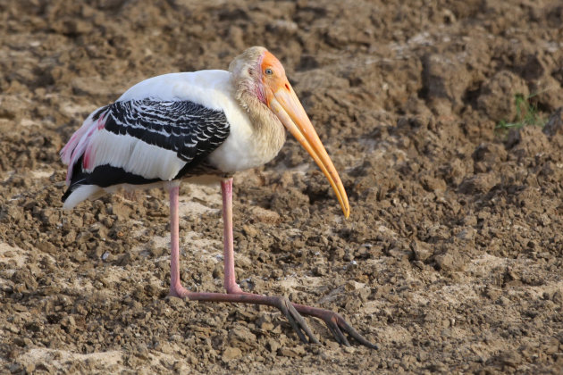 Painted Stork