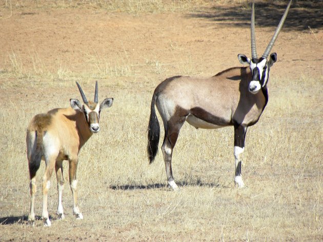 Gemsbok