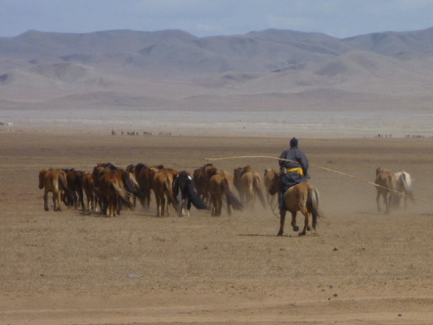 Paardenherder in Mongolië