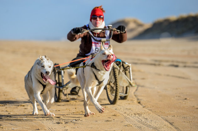 hondeslederennen op het strand