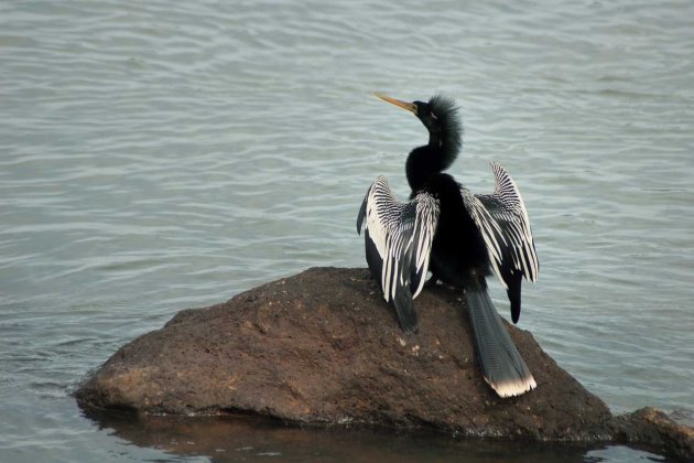 Aalscholver bij Iguazú