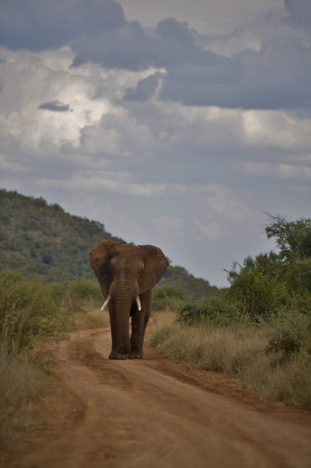 Olifant blokkade