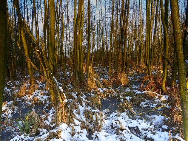 Zon en sneeuw