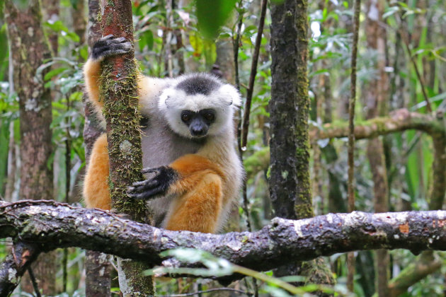 Diadeem Sifaka