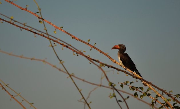 Crowned Hornbill