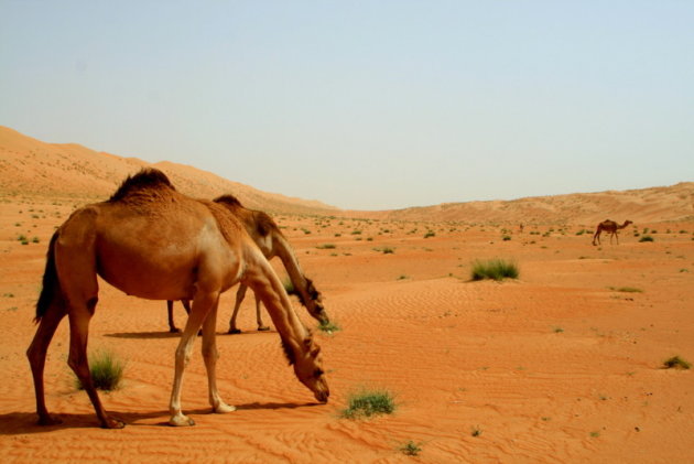 wheeping camels