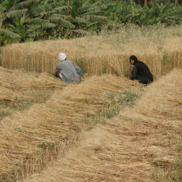 Werken op het land