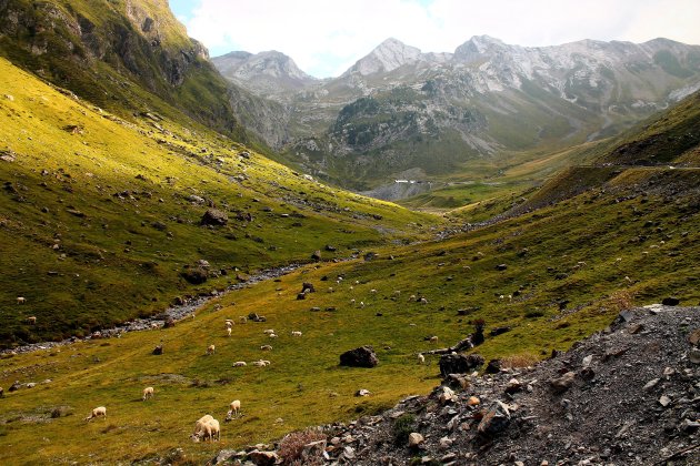 Valley of Sheep