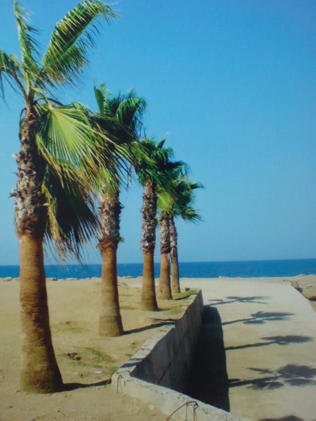 2007: Zeezicht met palmbomen.
