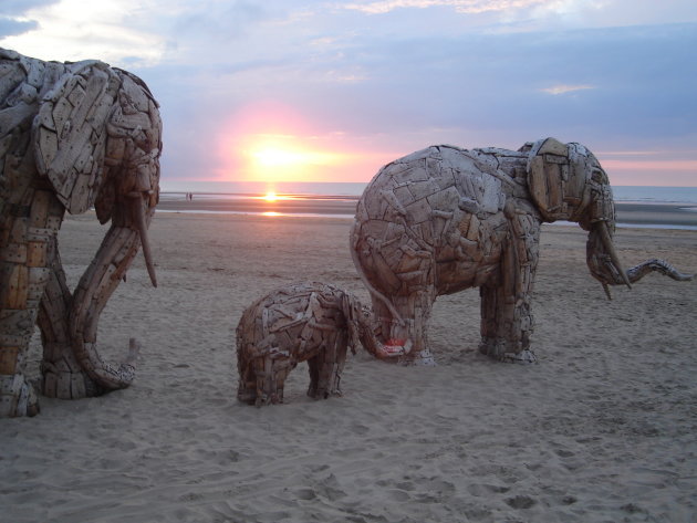 olifanten op het strand