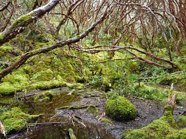 Wandelen in een uniek en prachtig ecosysteem