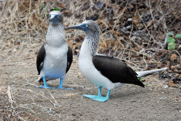 Grote hoeveelheden vogels op Isla de la Plata (Klein Galapagos)  