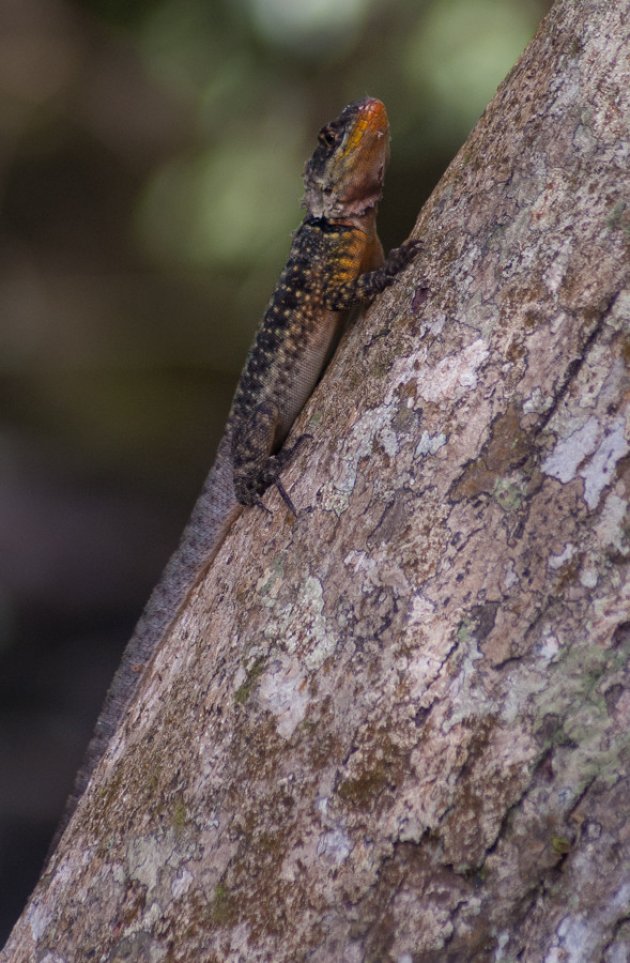 Hagedis bij  Iguazú