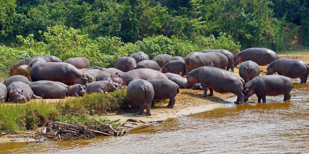 Het is druk in Congo