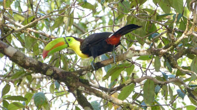 Toekan in Tortuguero