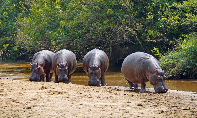  Van Congo naar Oeganda , geen probleem voor hippo's 