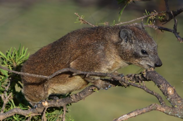 rock hyrax