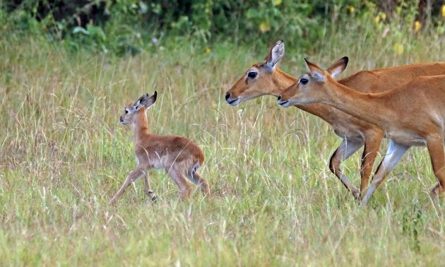 Na de regentijd: op zoek naar jonge dieren in Oeganda 